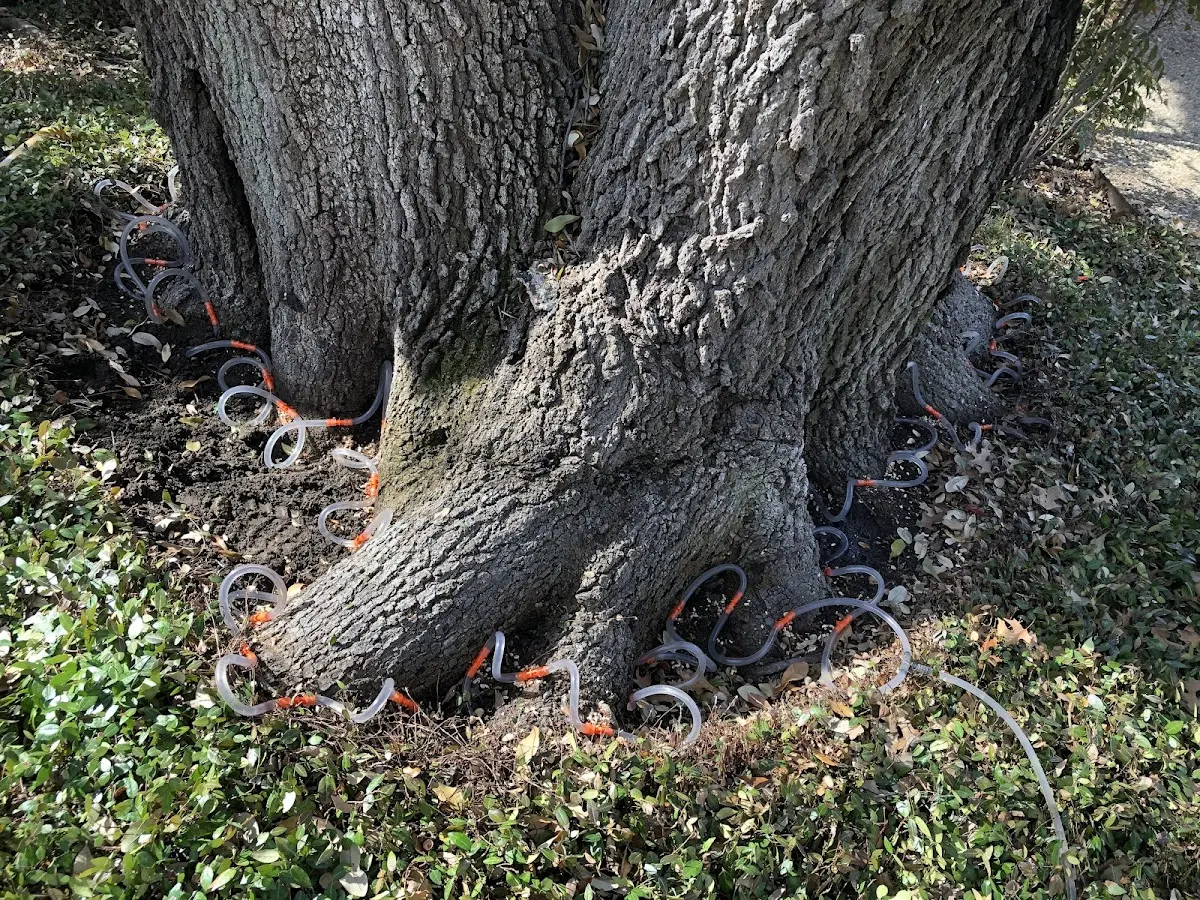 Detailed Tree Cabling and Bracing job site in Pen Argyl