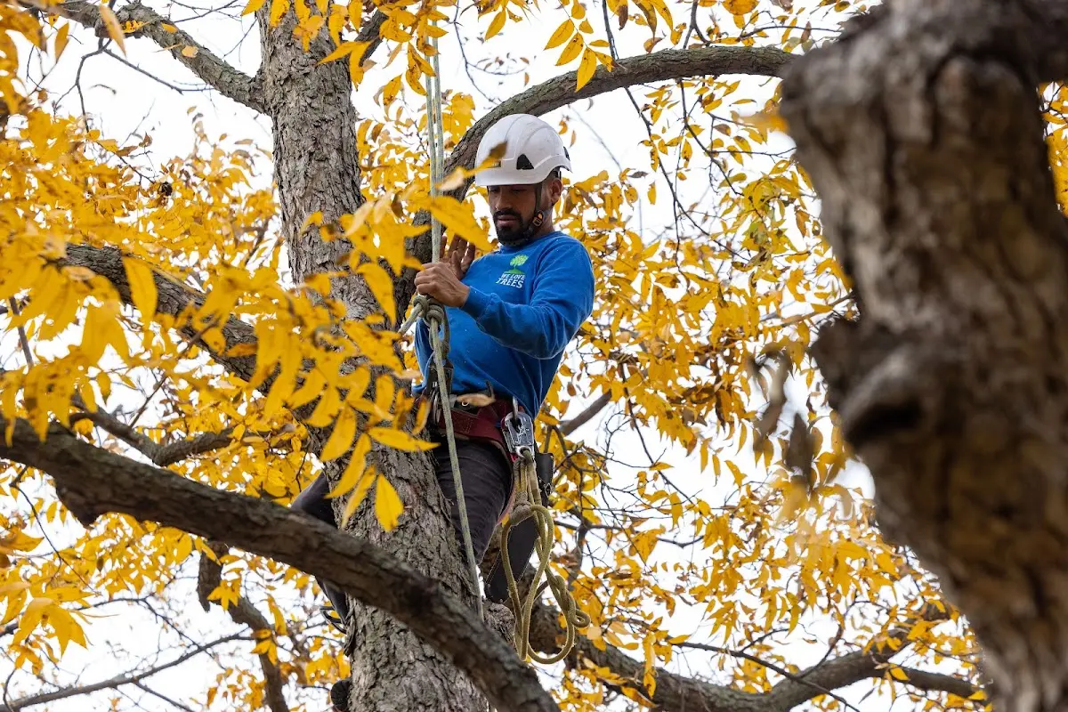 Skilled Tree Pruning crew working in Pen Argyl